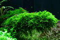 Aquarium Pflanze In Vitro 2x Moos Vesicularia dubyana Christmas 003A TC Set