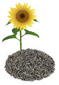 Sonnenblumenkerne schwarz 25 kg im Papiersack Wild Vogel Futter NEUE ERNTE 23