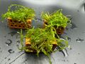 Mini Ziegelstein mit Javamoos Aquarium Deko Garnelenversteck