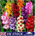 20 Gladiolussamen Lilie gemischt blühend winterhart mehrjährige Pflanzensamen - UK
