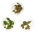 3 verschiedene Juwelorchideen, Macodes | Terrarium - WabiKusa Set