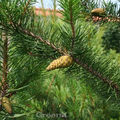 Banks Kiefer Velda 50-60cm - Pinus banksiana