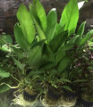 3 Töpfe Anubias Congensis Topf, robuste Wasserpflanze, Aquariumpflanze,