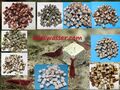 Mini Futterwürfel MIX mineral cubes 50 Stück  14 SORTEN Garnelen Futter Guppy