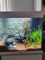 Aquarium JUWEL Lido 120 L mit LED-Beleuchtung, Heizer, Filter+ Geschenk 8 Fische