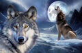 A3 Größe - Wolf Highlands Wild Natur Tiere GESCHENK/WANDDEKOR KUNSTPOSTER