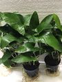 4 Töpfe Anubias Mix,verschiedene Arten,robuste Wasserpflanze, Aquariumpflanze,