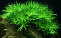 Aquarium Pflanze Heteranthera zosterifolia Tropica Nr.096 TC in Vitro