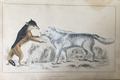 Antiker Druck amerikanischer grauer Wolf & Kap Schakal C1850 handfarbige Gravur