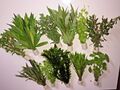  Aquarienpflanzen Wasserpflanzen verschiedene 50 Stängel 5 Extra dick Bund