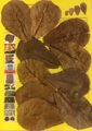 10 Seemandelbaumblätter 10cm oder auch mehr Nano Catappa Leaves - TOP Qualität