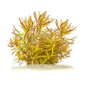 Ammannia pedicellata "Golden" | Goldene Nesaea - in vitro XL - Ø 8,5cm