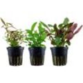 Tropica - Pflanzen Set mit 3 Mittelgrund Wasserpflanzen Nr.125