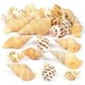 Molluskenmuscheln (80 Stück ) Bastelbedarf Verzierung & Dekorationen