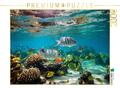 CALVENDO Puzzle Fischschwarm in den Tropen mit Korallen | 2000 Teile Lege-Größe 