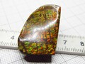 Kanadischer Ammolit, Drachenschuppe, Maße ca. 29 x 19 x 6, 40,7 Karat