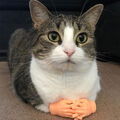 1paar Katze Lustige Massage Kleine Finger Handschuhe Gefälschte  MenschlicheHand
