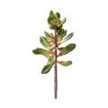 Hobby Kalanchoe, Höhe 20 cm - Dekoration Kunstpflanze Zubehör Terraristik 