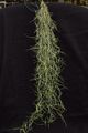 Tillandsia usneoides "fein Grün"