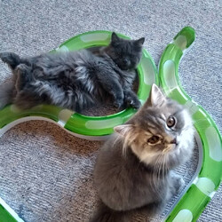 Catit Senses 2.0 Super Circuit Katzen-Spielschiene Wave Kunststoff