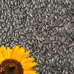 25kg Sonnenblumenkerne Schwarz Vogelfutter Ganzjahresvogelfutter Vögel 25 kg