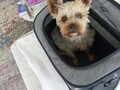 Transportbox für kleine Hunde oder Katzen, BHT 42x31x22 cm, sehr guter Zustand