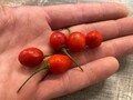 Aji Charapita Red Big 10 Samen  gilt als teuerstes Chili Der Welt