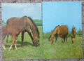 2 Pferdepostkarten AK Pferd D 2 x Stute mit Fohlen
