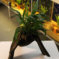 Aquariumwurzel bepflanzt, gewässerte Moorkienwurzel mit Javafarn 20-25cm