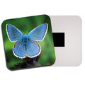Hübscher blauer Schmetterling Kühlschrankmagnet - Schmetterlinge Käfer Insekt Garten Geschenk #14149