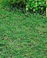 Cotoneaster dammeri 'Frieders Evergreen' P 0,5 10- 15 Teppichmispel 'Frieders Ev