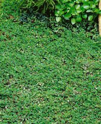 Cotoneaster dammeri 'Frieders Evergreen' P 0,5 10- 15 Teppichmispel 'Frieders Ev