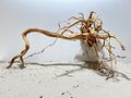 Drachenwurzel, Curl Wurzel, Aquariumwurzel ähnlich Mangrove  #1391 73x33x41cm