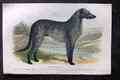 Dalziel 1880er antiker Hundedruck. Deerhound