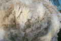 Schafwolle Rohwolle ungereinigt naturbelassen Dünger ca.4-6kg schonend Handschur