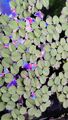 Aquariumpflanze Salvinia minima kleiner Büschelfarn 25 Stück 💥💥💥