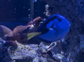 Meeresfischtank inklusive kompletter Einrichtung Clown Fisch Tangs Korallen Live Rock + mehr