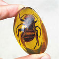 Bienen Bernstein Fossil mit Insekten Edelsteine Amber Handstein Taschenstein