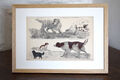 Vintage Illustration von Hunden c1800 - handbemaltes Tier.  Bildende Kunst.