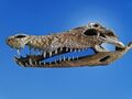 Krokodil Schädel XXL Aquarium Terrarium Deko Höhle Knochen Zubehör 47,5 cm