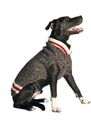 Chilly Dog Hunde Pullover Handgestrickt Wollpullover Größe S M L XL Neu OVP NEU