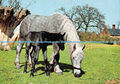 D075505 Ein graues Pferd mit schwarzem Fohlen. John Hinde