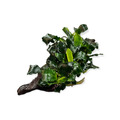 Anubias nana 'Kirin' auf Nano- Wurzel (ca. 8 - 12cm) Aquarienpflanze Dennerle