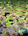 Rote Wurzel Floater Phyllanthus fluitans schwimmende Aqaurium Teich Pflanze