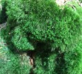 🌳1 m² / 4 kg frisches Moos Polster-Moos lebend, Garten, Terrarium, Friedhof🌳