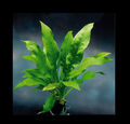 Schwarze Amazonas-Schwertpflanze / Echinodorus parviflorus - peruensis