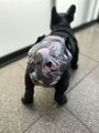 Läufigkeitshose Schutzhöschen für Französche Bulldoggen