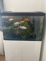 aquarium komplett mit unterschrank gebraucht Mit 5 Goldfische, Futter Und Licht