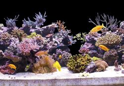 12,99€/m Aquarium Hintergrund selbstklebend Rückwand folie Foto Rückwand 100 cm 