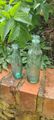 Paar Vintage Antik Aquablau Soda Ingwer Bierflaschen Wright Bros & Lion